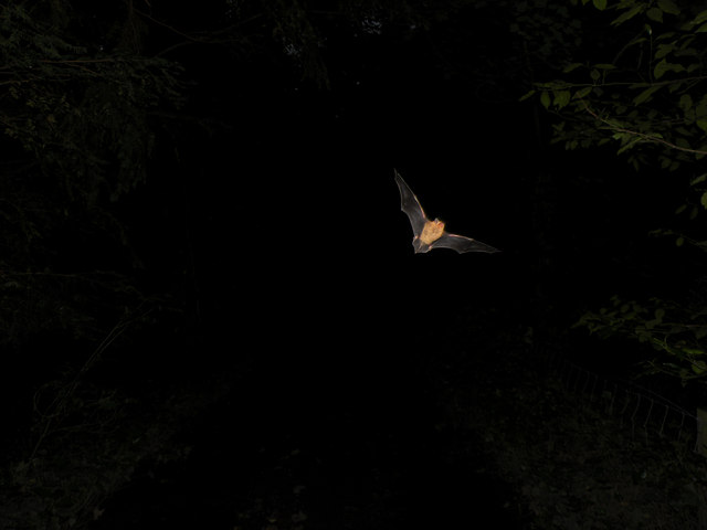 Bat flying at night (Image source Robin Clark, Geograph Britain and Ireland)