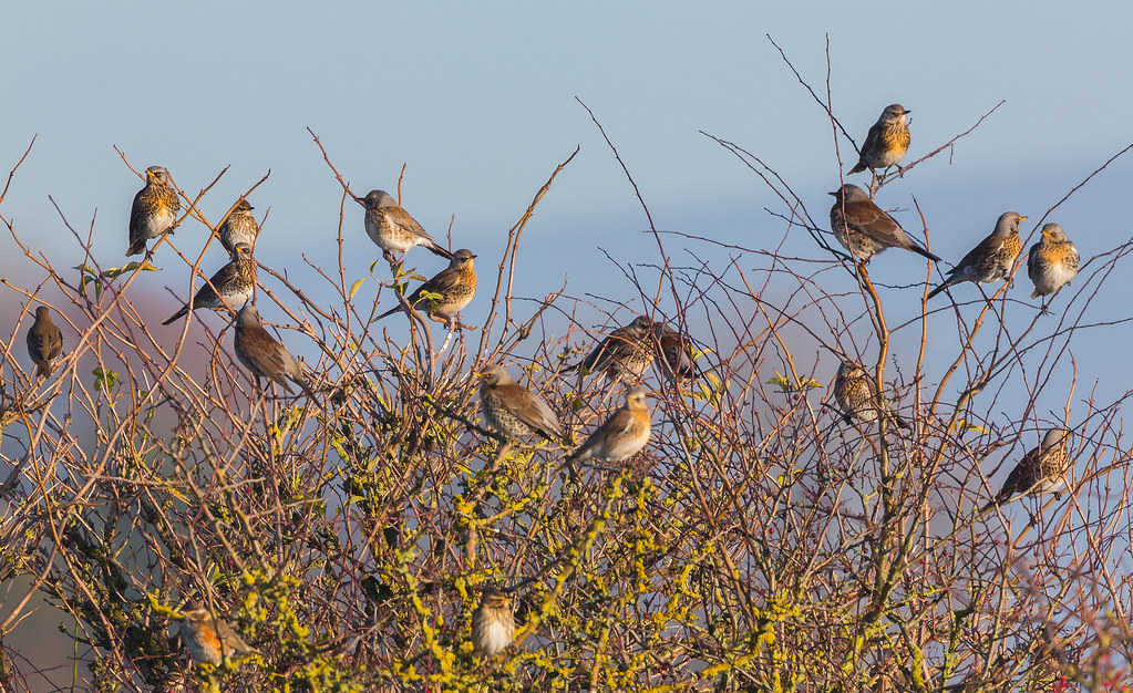 Fieldfares (Image source: Barry R Dean, Flickr)