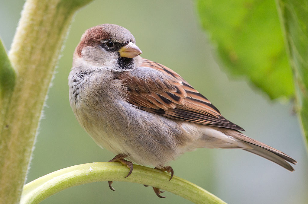 House sparrow - Image source - Wikimedia