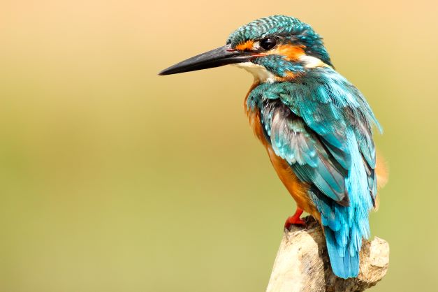 Kingfisher (Photo by Boris Smokrovic on Unsplash)