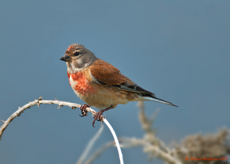 Linnet - Image source - Allan Hopkins, Flickr