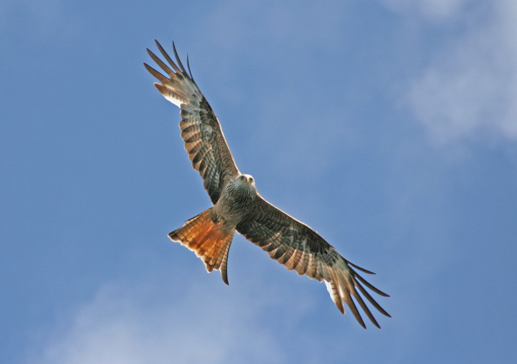Red kite - source Geograph
