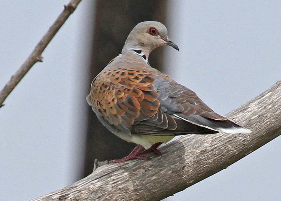 Turtle dove - Image source - Mick Sway, Flickr