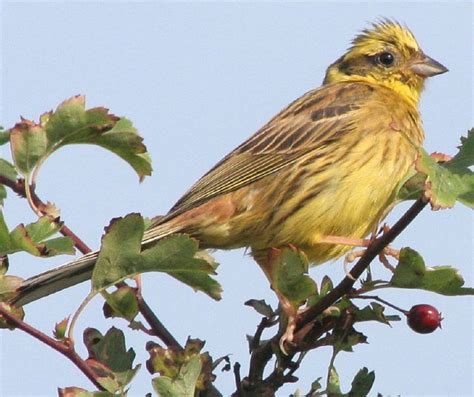 Yellowhammer - Image souce- Rongem Boyo, Flickr