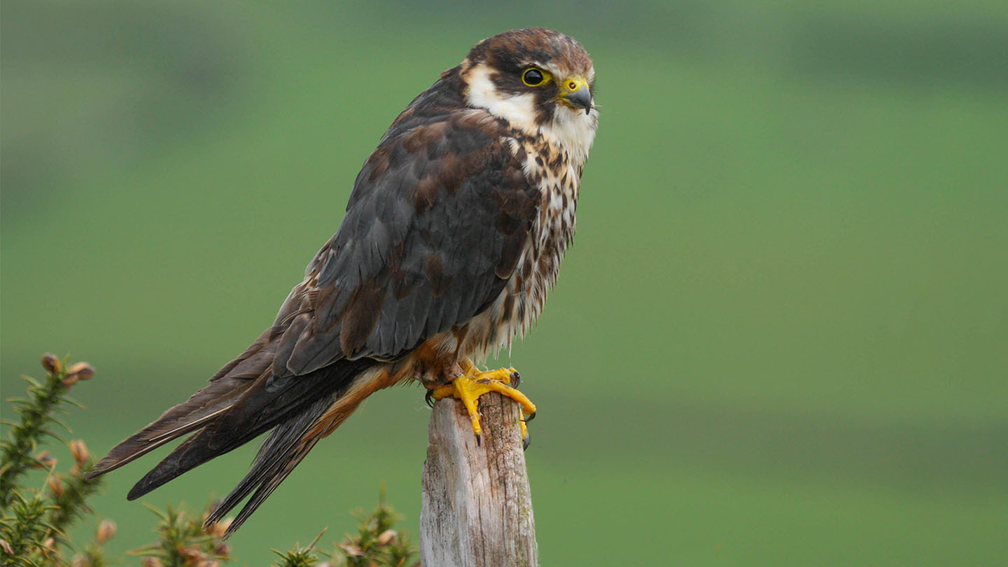 Hobby perched on a post (Image by Helen Davies, Woodland Trust)